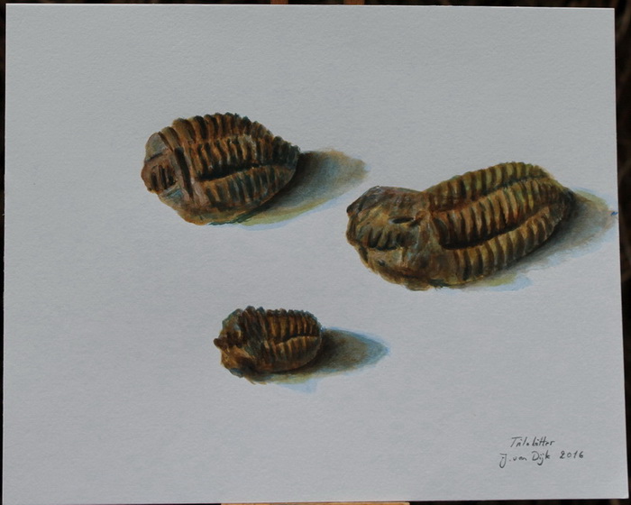 Fossile trilobitter